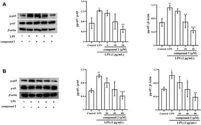 Oleanane triterpenoids with C-14 carboxyl group from Astilbe grandis inhibited LPS-induced macrophages activation by suppressing the NF-κB signaling pathway
